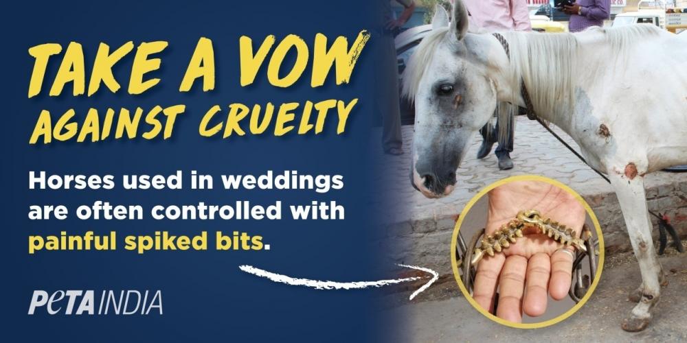 The Weekend Leader - PETA campaign for horse-free weddings