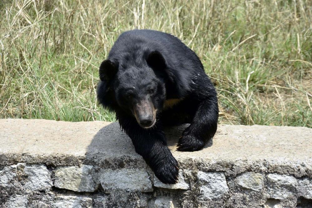 The Weekend Leader - Woman, her nephew injured in bear attack in J&K's Tangmarg