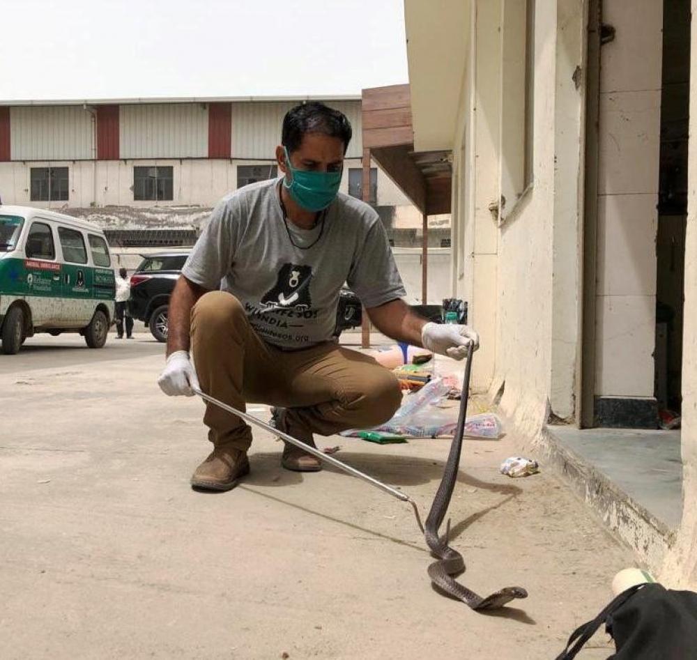 The Weekend Leader - Rains keep snake catchers busy in Agra