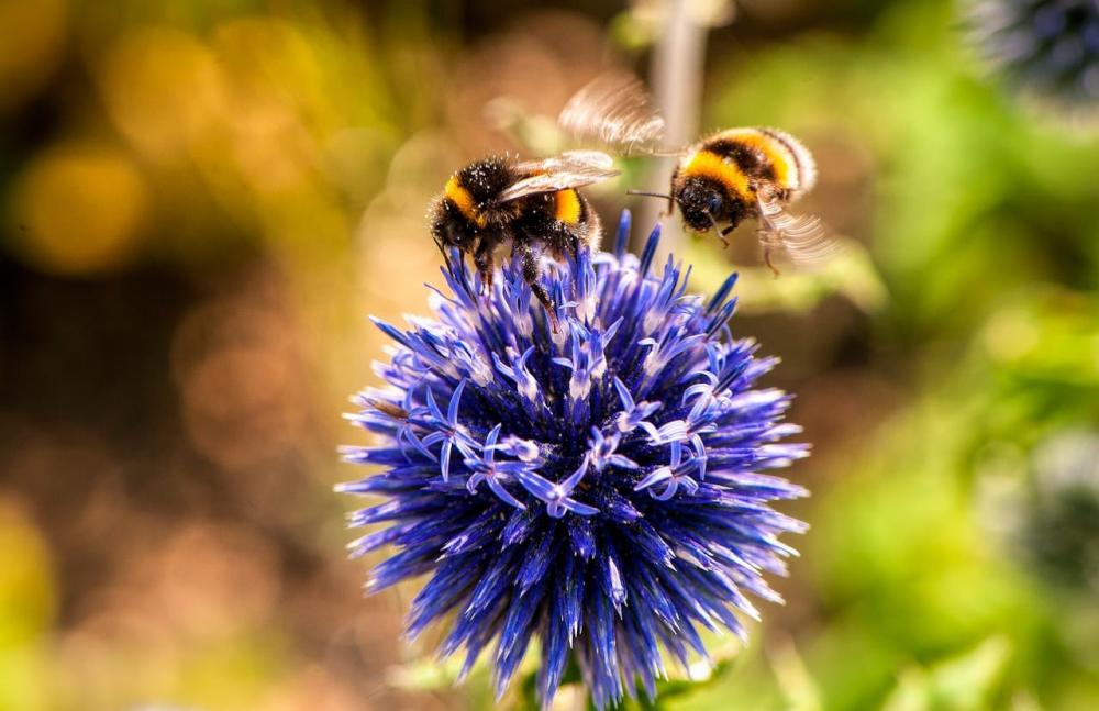 The Weekend Leader - What the Bumblebee Teaches Us About Self-Belief