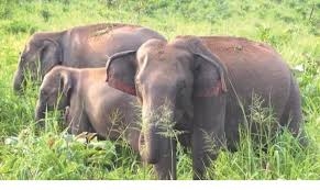 The Weekend Leader - SC seeks Centre's reply on plea for steps to prevent elephant deaths from electrocution