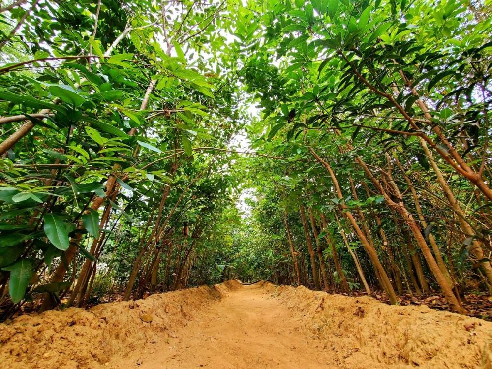 The Weekend Leader - Over 20 years, these two villages in MP managed to create lush woods on barren land