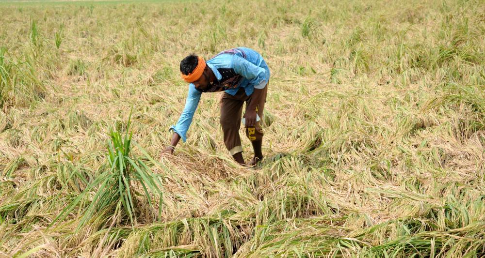 The Weekend Leader - UP govt to compensate farmers for crop losses