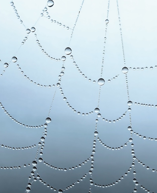 The Weekend Leader - Dew drops on spider's web help Prajwal Chougule win Apple iPhone challenge