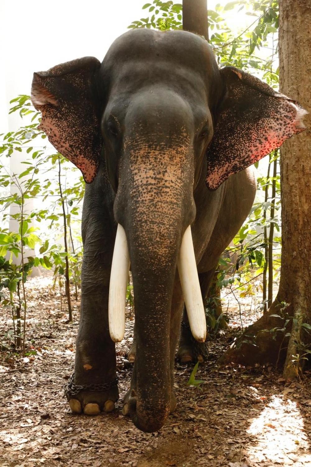 The Weekend Leader - Probe ordered as elephant hired for wedding goes on rampage