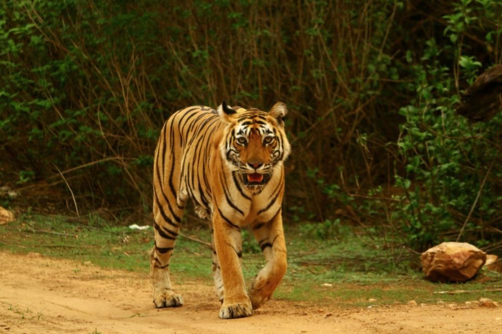 The Weekend Leader - K'taka forest deptt launches operation to trap man-eater tiger