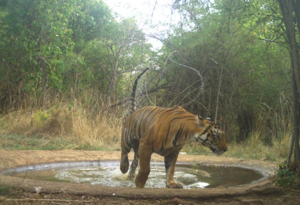 The Weekend Leader - 14 tigers identified in Telangana's Amrabad Tiger Reserve