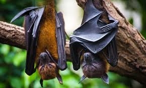 The Weekend Leader - Bats in Switzerland harbour viruses with ability to jump to humans