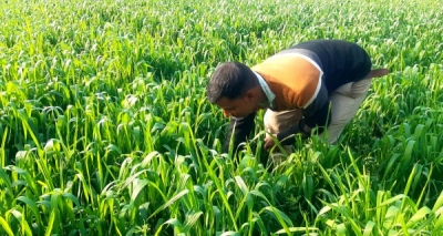 The Weekend Leader - Farmers in Haryana opting for vegetables to save groundwater