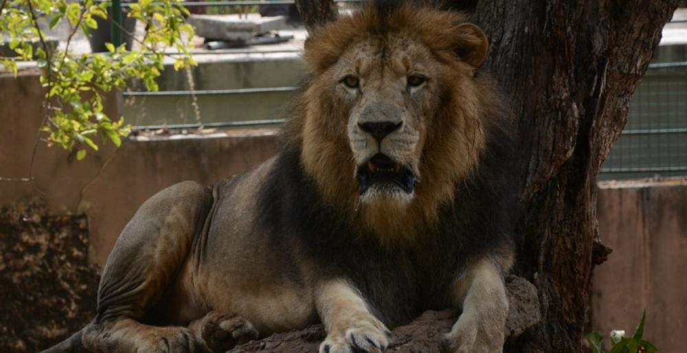 The Weekend Leader - Sri Lanka's Covid-infected lion recovering