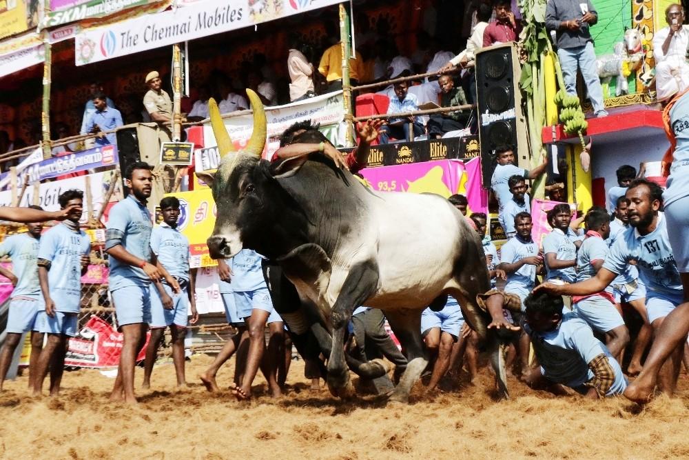 The Weekend Leader - Tamil Nadu Government Plans Unique IDs for Jallikattu Bulls Using Nose Prints