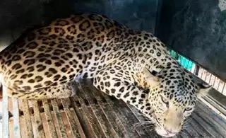 Leopard runs amok in Agra city, rescued after four hours