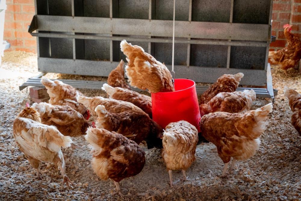 The Weekend Leader - Cultivated Chicken Cleared for Sale in the US as USDA Gives Green Light