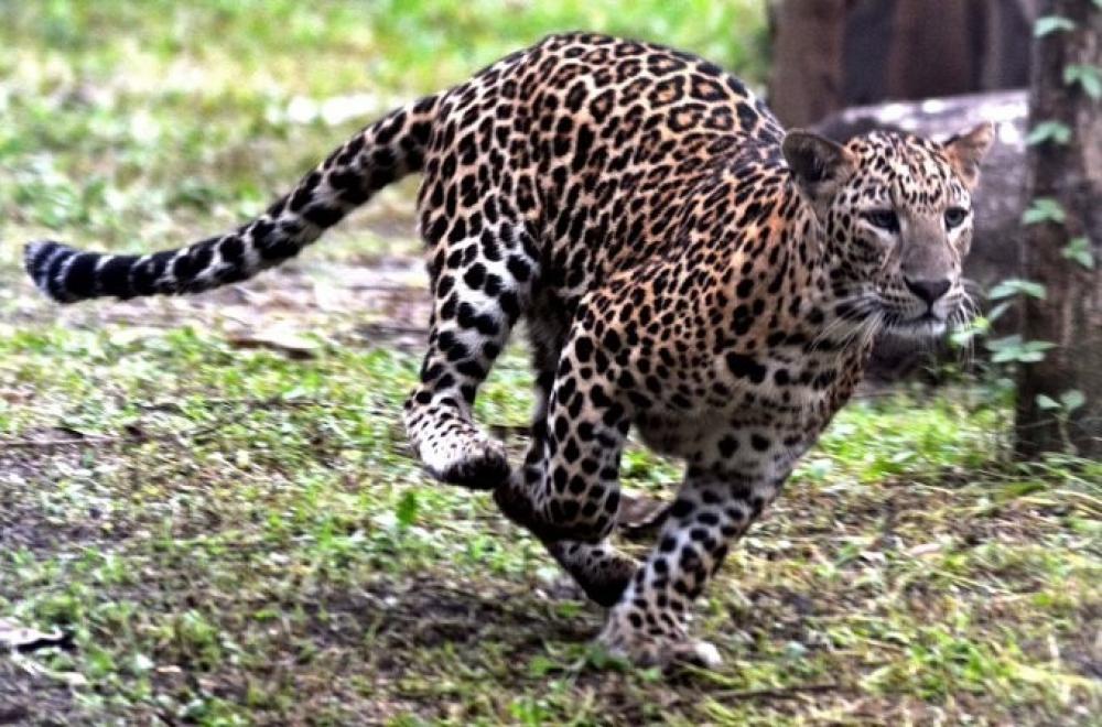 The Weekend Leader - Teenagers rescue 2 'vulnerable' leopard cubs in Nagaland