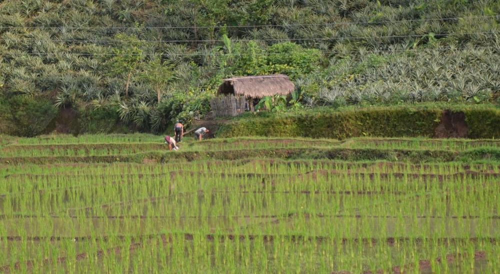 The Weekend Leader - Crop diversification helps raise incomes, reduce man-animal conflict