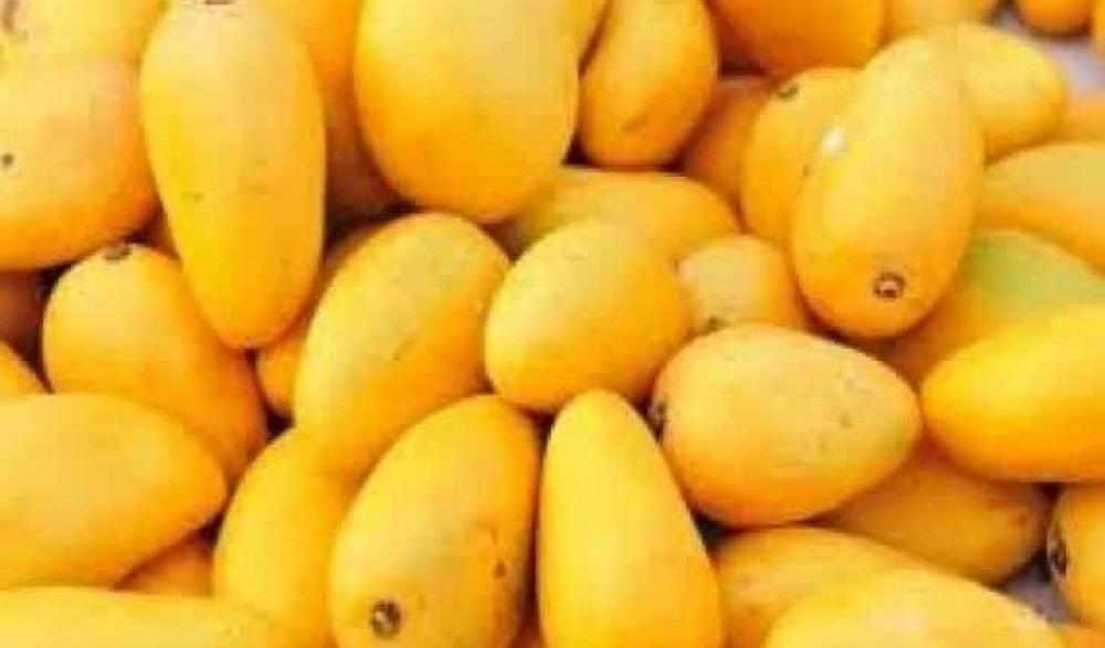 The Weekend Leader - Karnataka growers dump mangos as demand slumps, prices crash