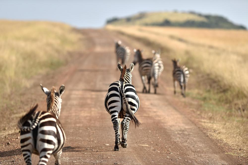 The Weekend Leader - Habitat loss biggest threat to Kenya's wildlife