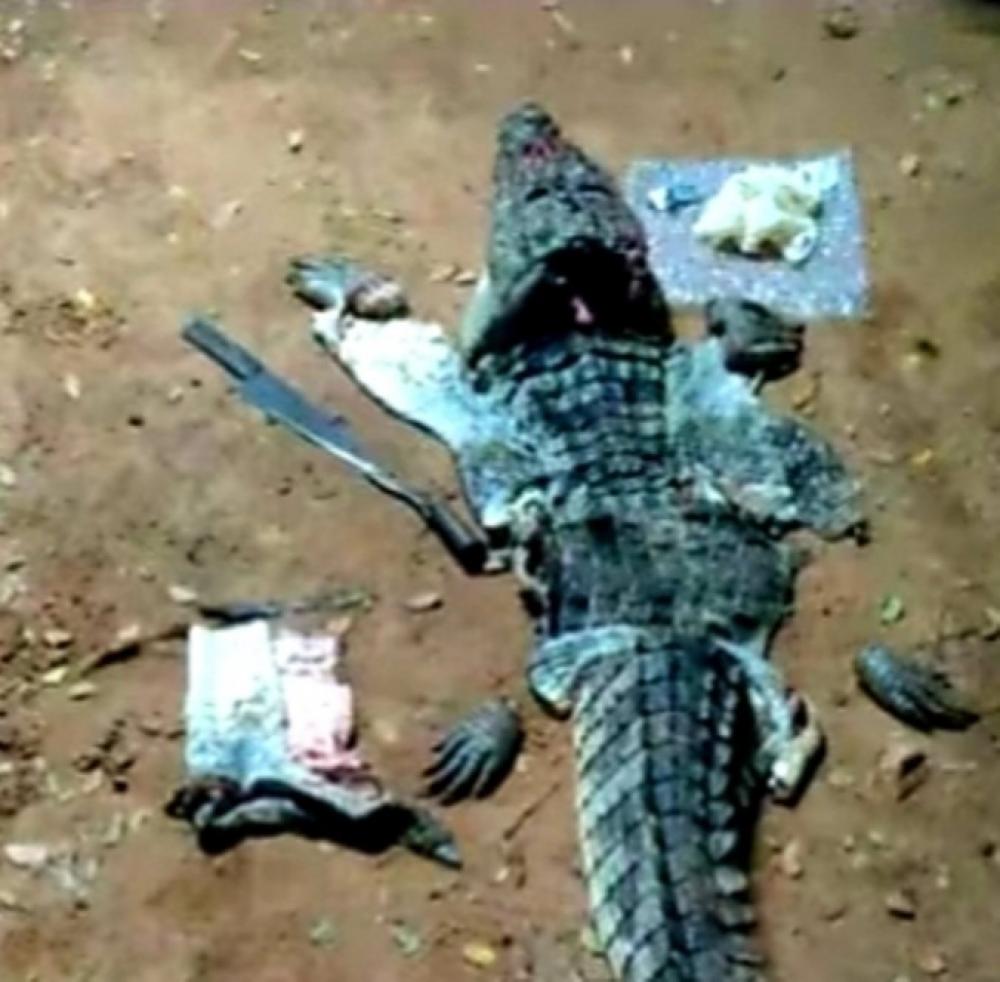 The Weekend Leader - Man Arrested for Killing and Selling Crocodile Meat in Telangana