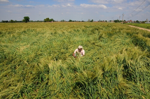 Mammoth exercise in Punjab to procure wheat amid pandemic