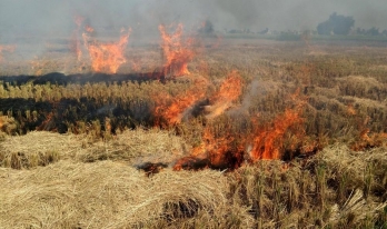 ?Stubble to be converted into biofuel; step to reduce pollution