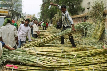 UP making women self-reliant with bud chip method of cane plantation