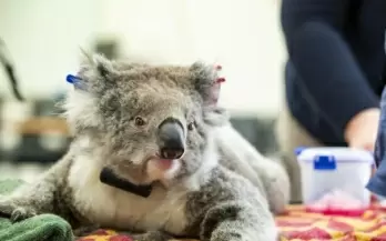 Australian koalas on brink of extinction: Conservationists