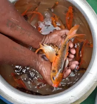 Copper Mahseer is Sikkim's state fish