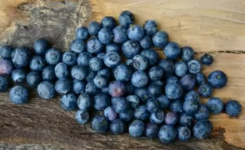 Eating blueberries can lower BP, cut heart disease risk