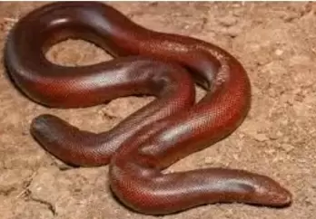 4 held with snake worth Rs 2.5 crore