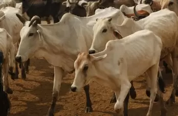 NZ farmer fined for mistreating cows