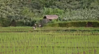 Crop diversification helps raise incomes, reduce man-animal conflict